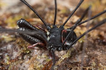 Media type: image;   Invertebrate Zoology 133437